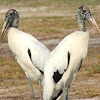 Wood Stork with Video