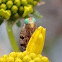Sunflower Seed Maggot Fly