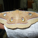 Indian Silkworm Moth