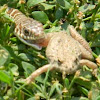 Eastern Yellow-bellied Racer eating a Northern Cricket Frog