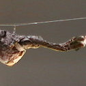 Feather-legged orb weaver