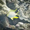 Yellow Damselfish