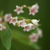 Spreading Dogbane