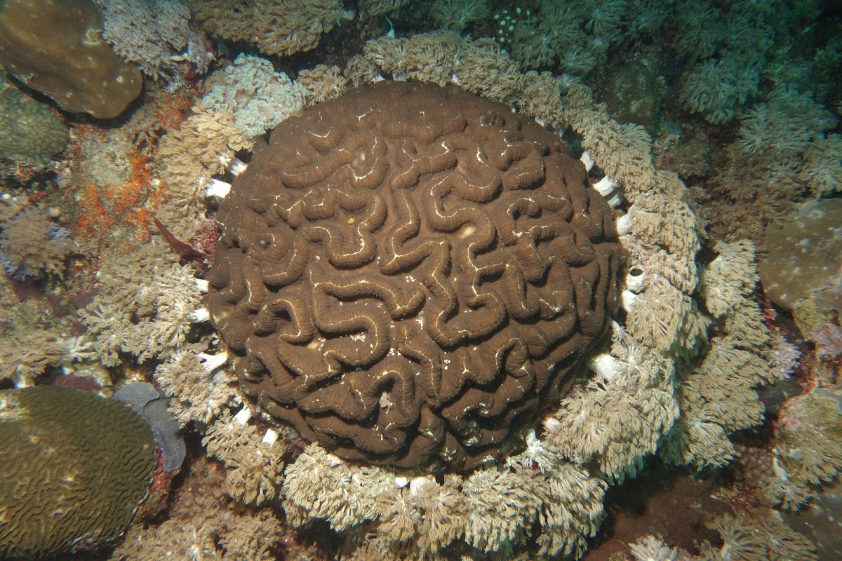 Brain Corals