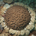 Brain Corals