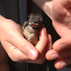 Eastern phoebe