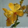 Yellow vanda hybrid Orchid