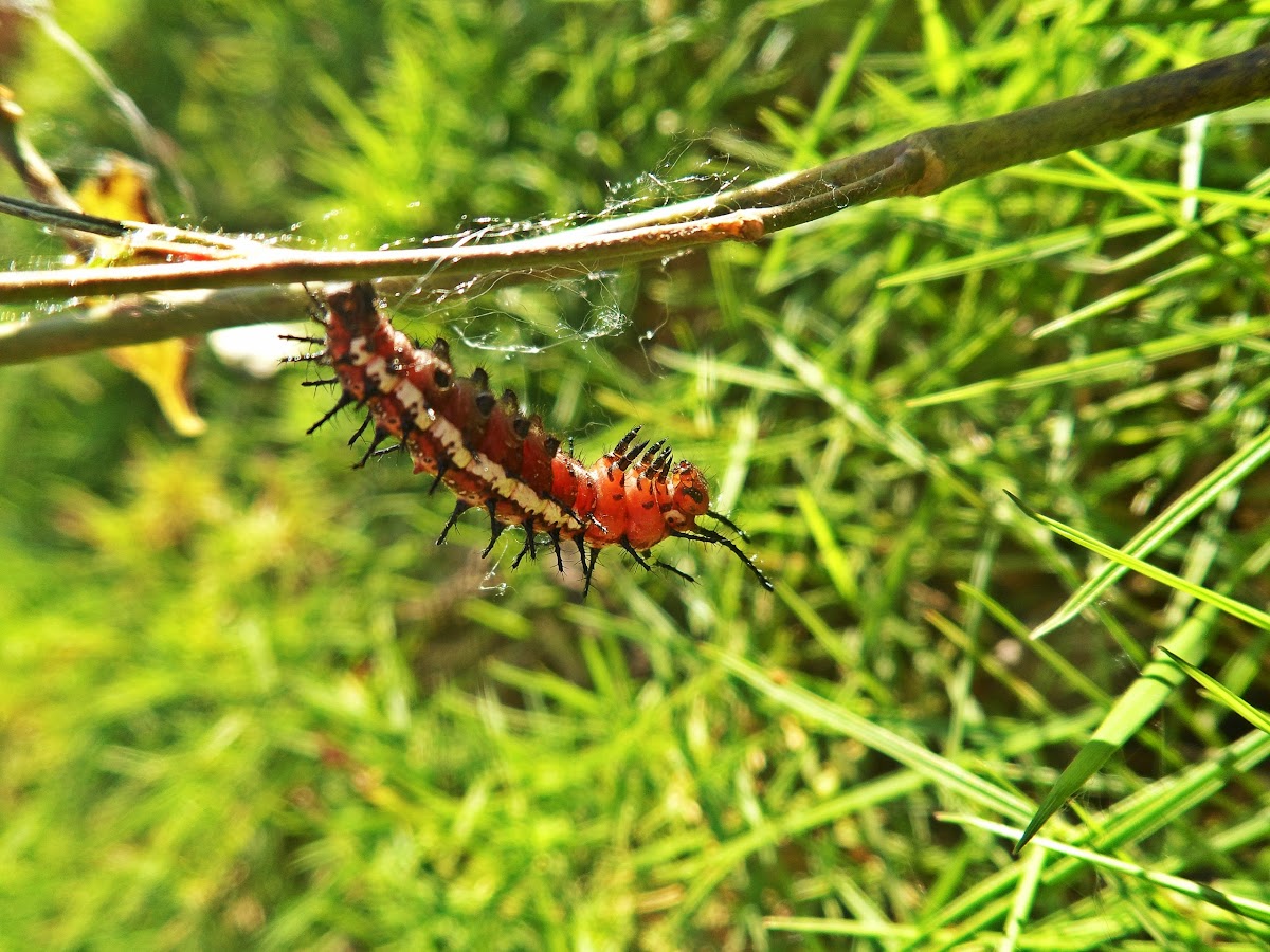 Mexican Fritillary -  larva, pupa