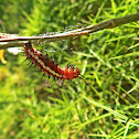 Mexican Fritillary -  larva, pupa