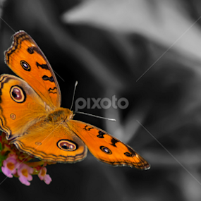 peacock pansy.....some play by Jignesh Chauhan - Animals Insects & Spiders