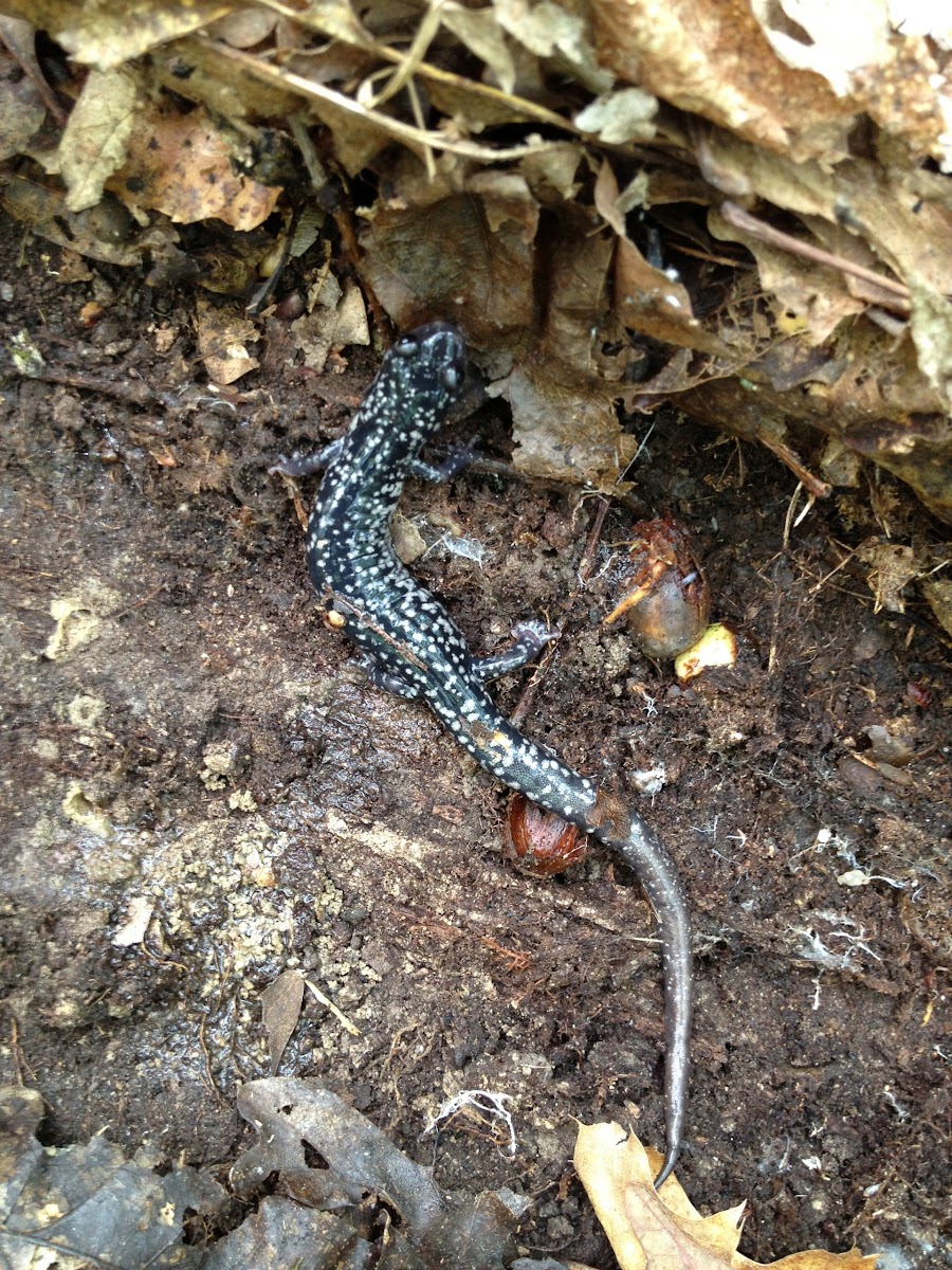 White-spotted slimy salamander