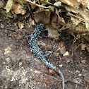 White-spotted slimy salamander