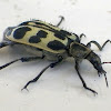 soft-winged flower beetle
