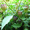 Cutleaf Groundcherry