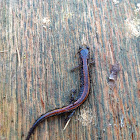 eastern red-backed salamander