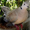 Eurasian Collared Dove