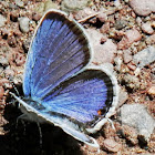 Eastern Tailed-Blue (Male)