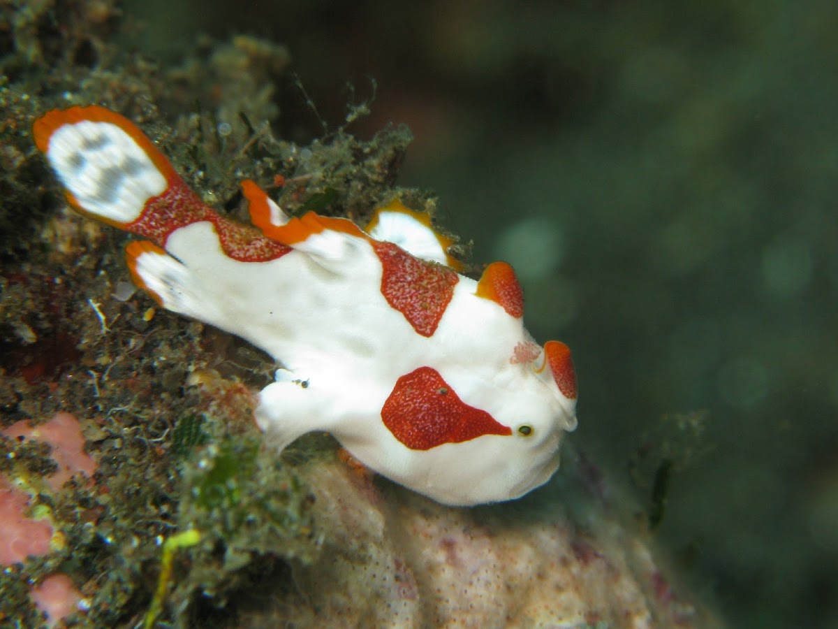 Clown Frogfish Project Noah
