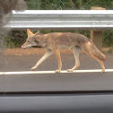 California Valley coyote
