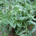 ladybird larve