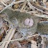 Gray squirrel with squirrel pox