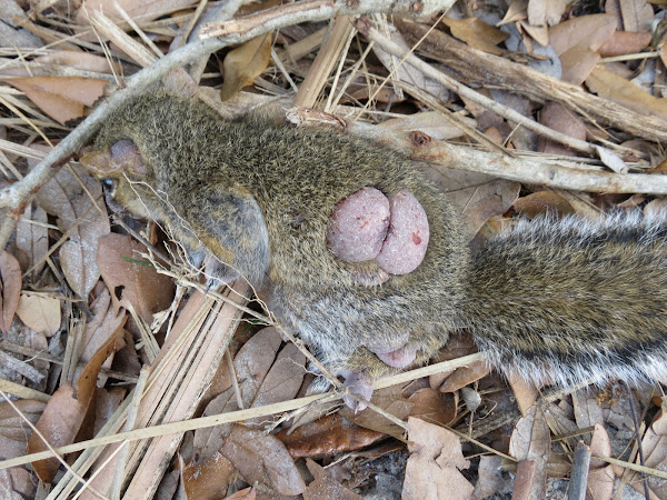 Gray squirrel with squirrel pox | Project Noah