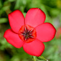 Red or scarlet flax