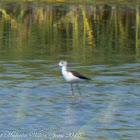 Black-winged Stilt; Cigüeñuela