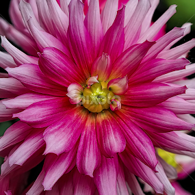 Dahlia by Nikola Vlahov - Flowers Single Flower