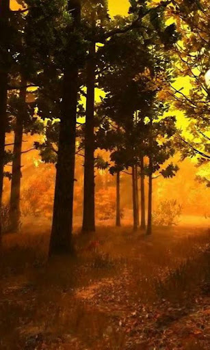 Autumn Forest live wallpaper