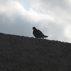 White-winged Doves