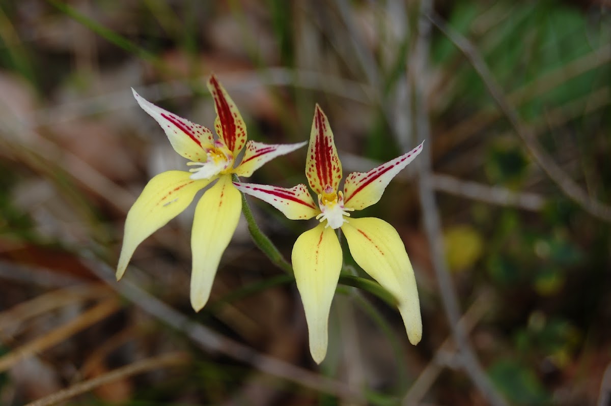 Cowslip Orchid