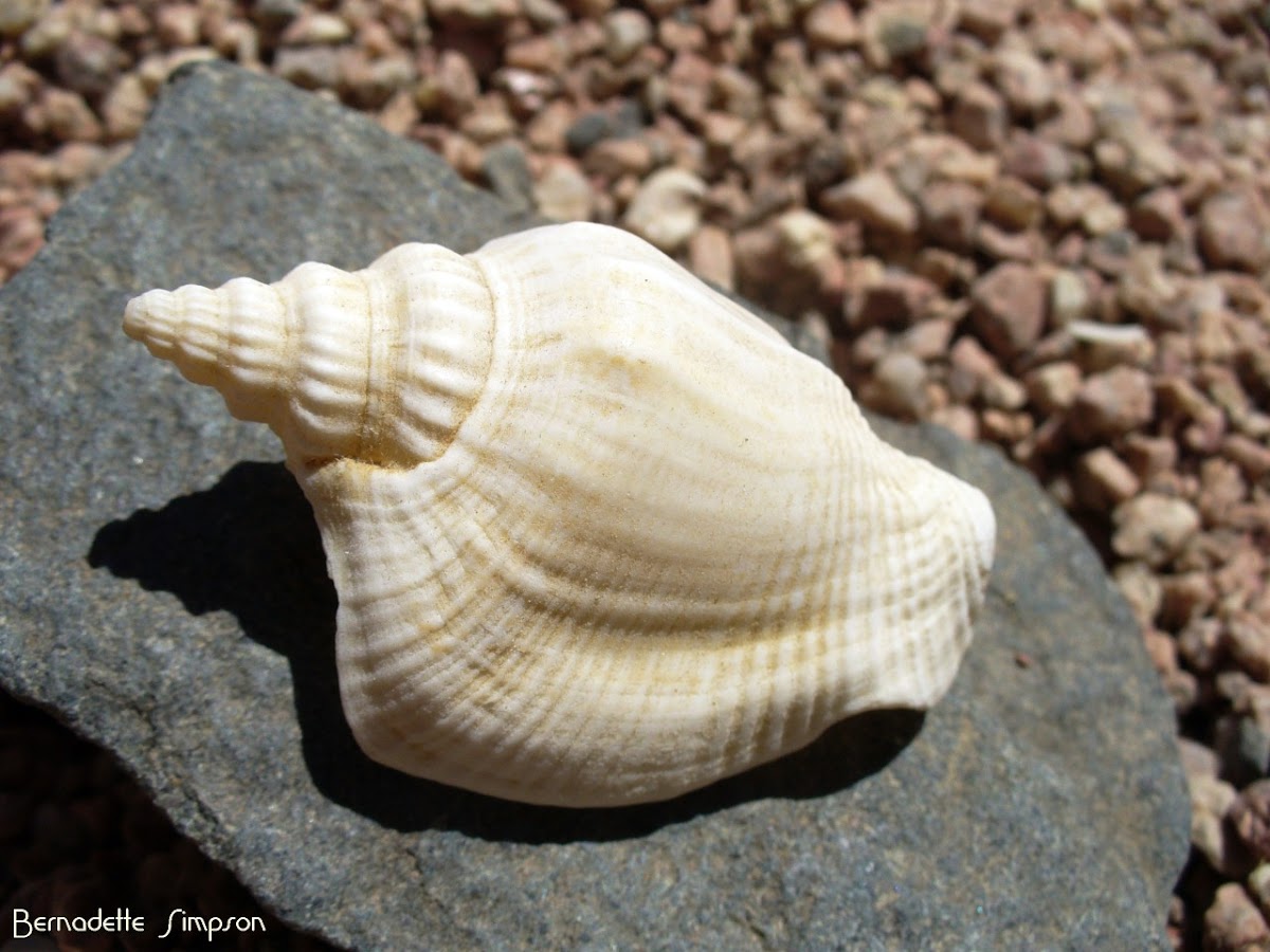 Pigeon Conch Shell