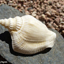 Pigeon Conch Shell