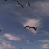 Ring-billed gull