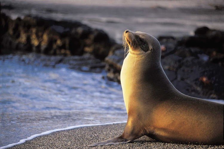 While sailing the Galápagos Islands on a Lindblad Expedition, you will get the chance to see sea lions and other local wildlife.