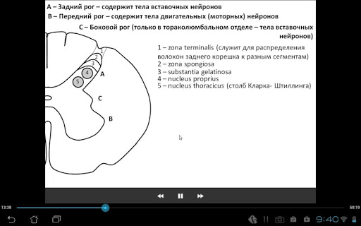 Medulla spinalis.