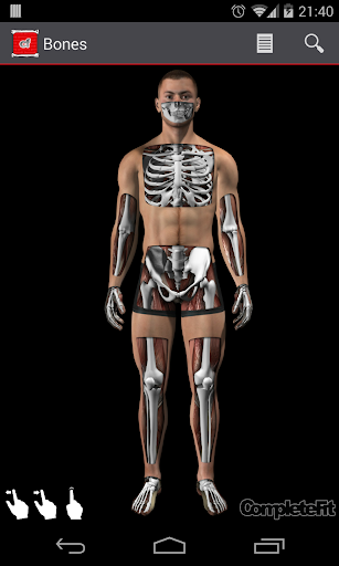 CompleteFit Bones Reference