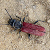 Flat Bark Beetle