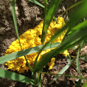 Primordial slime mold