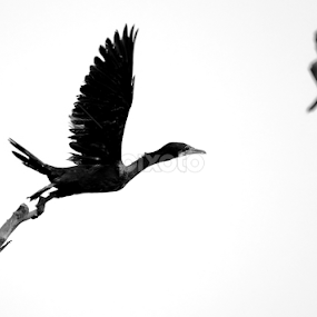 Cormorant  by Fahim Islam - Animals Birds