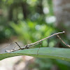 stick mantis