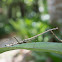 stick mantis