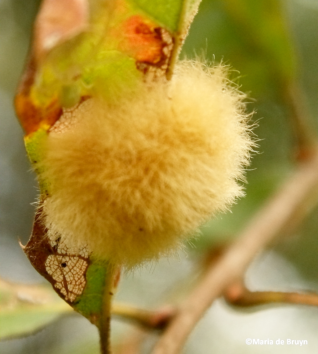 Insect gall