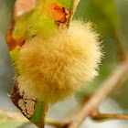 Insect gall