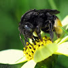 Long-horned Bee - female