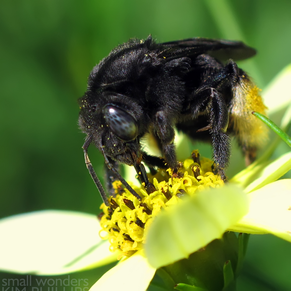 Long-horned Bee - female