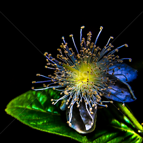 by John Wyne James - Flowers Flowers in the Wild