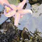 Ochre (Purple or Pacific) Sea Star