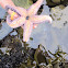 Ochre (Purple or Pacific) Sea Star